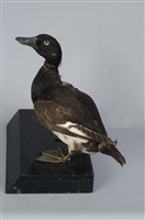 藏品(鳳頭潛鴨)的圖片